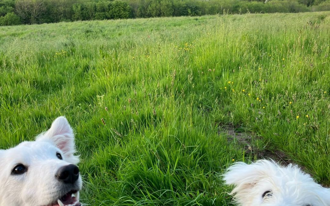 Foster dogs in the UK