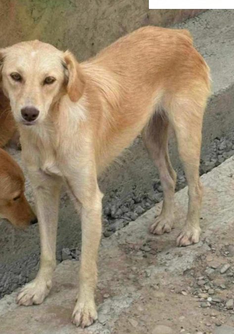 Dog for adoption