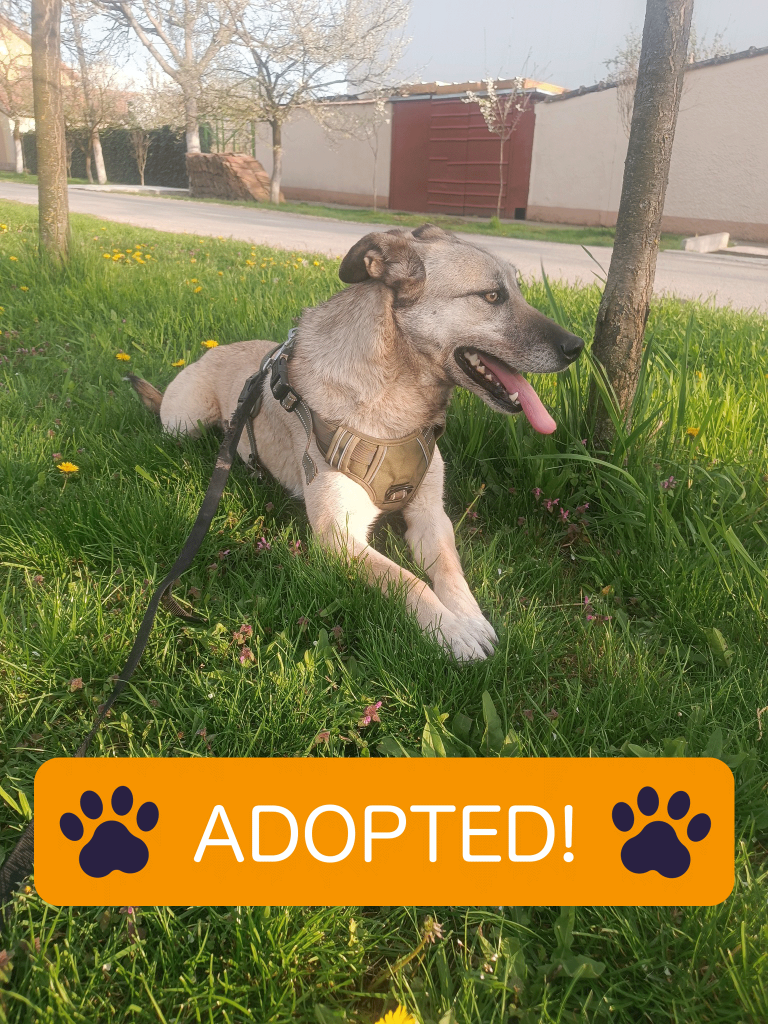 Adopted dog shimona