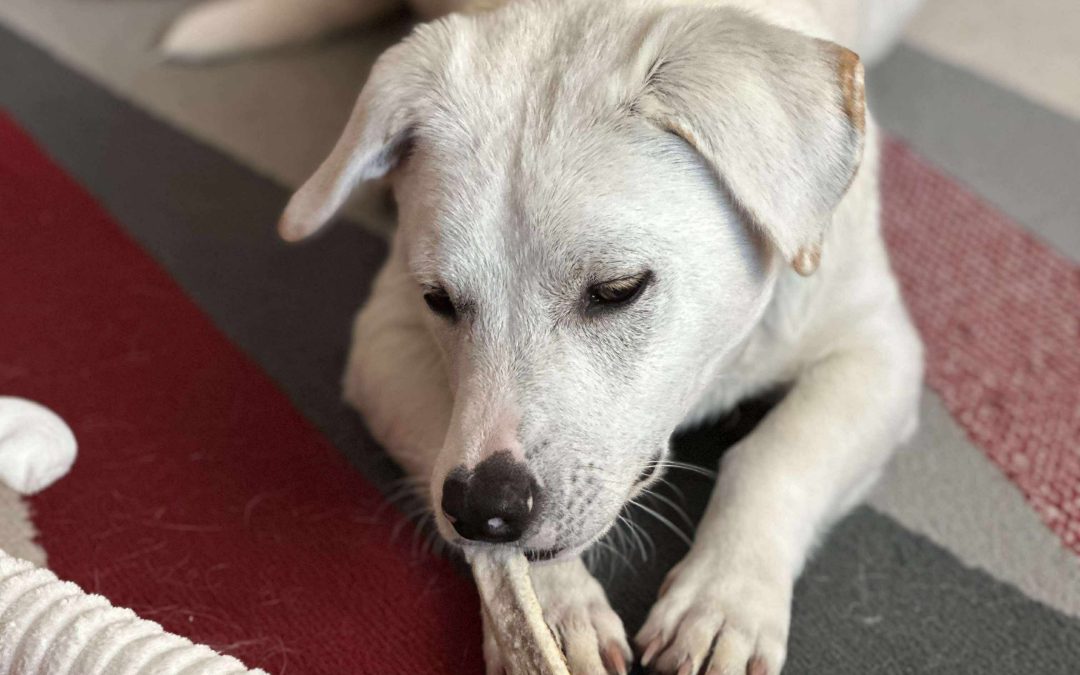 Adopted dog success story
