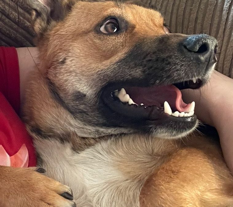 Dog for adoption in the UK