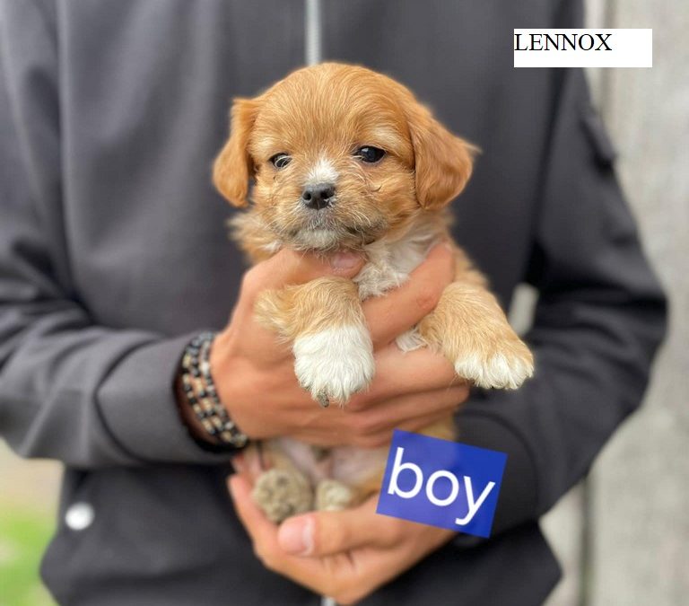 puppies for adoption