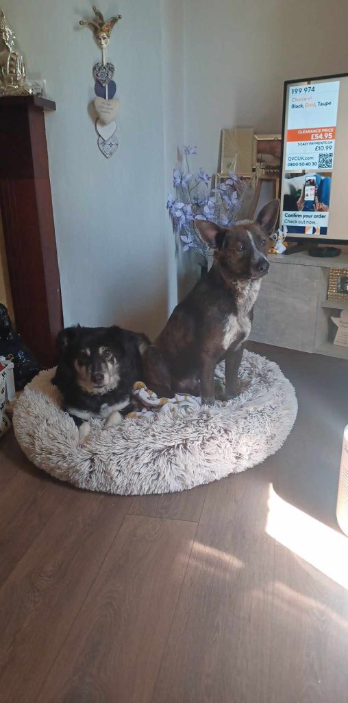 Dog adoption success stories