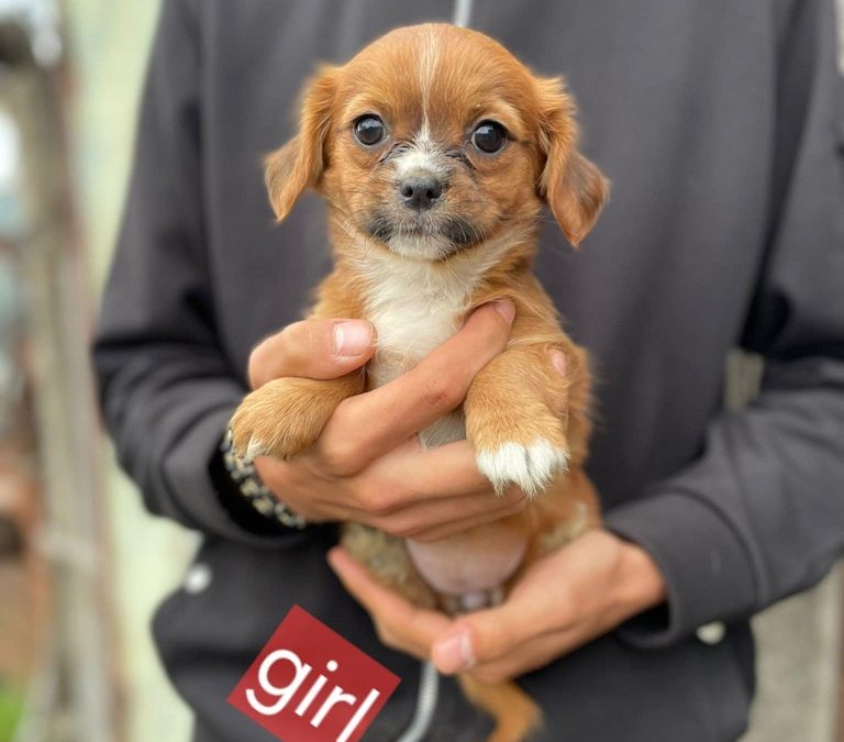 puppies for adoption