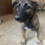Dogs for adoption
