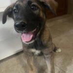 Dogs for adoption