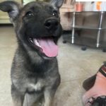 Dogs for adoption
