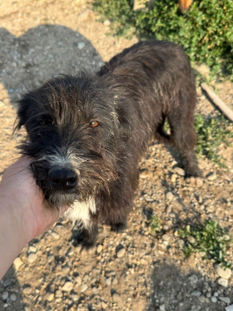 Dog for adoption