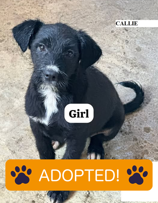 Adopted rescue dog