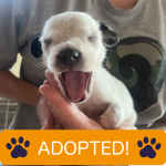 Rescue dog adopted