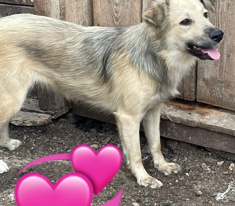Dog for adoption