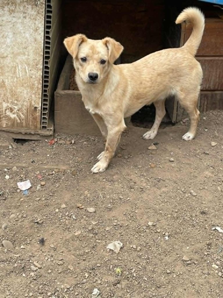 Dog for adoption