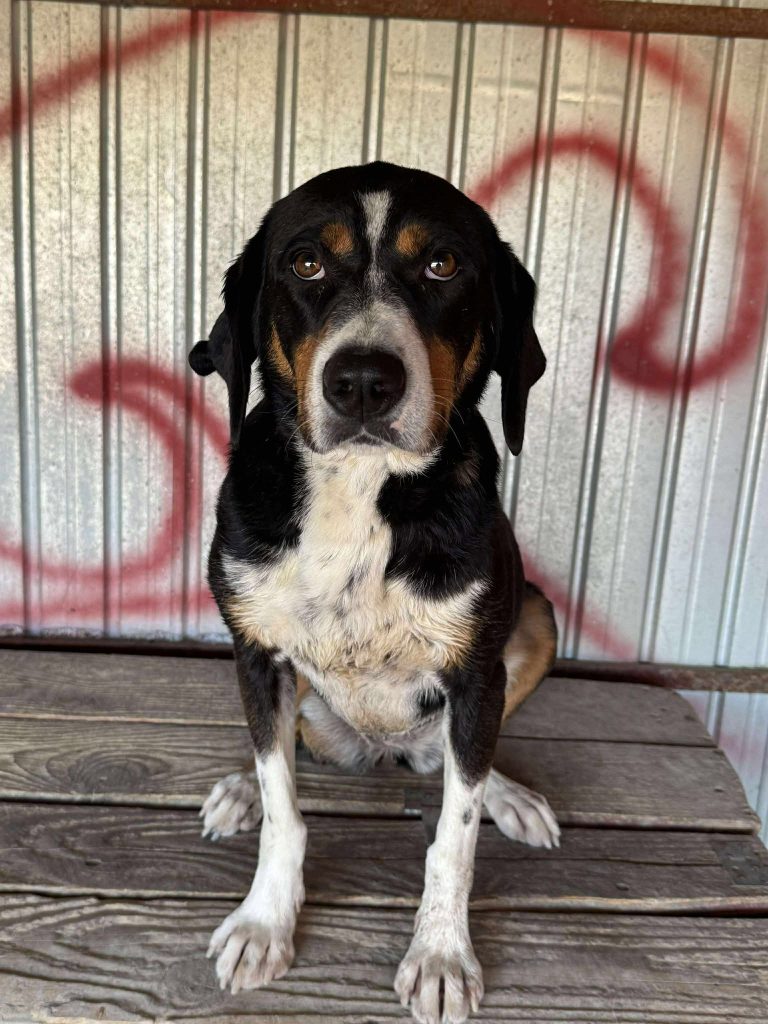 Dog for adoption
