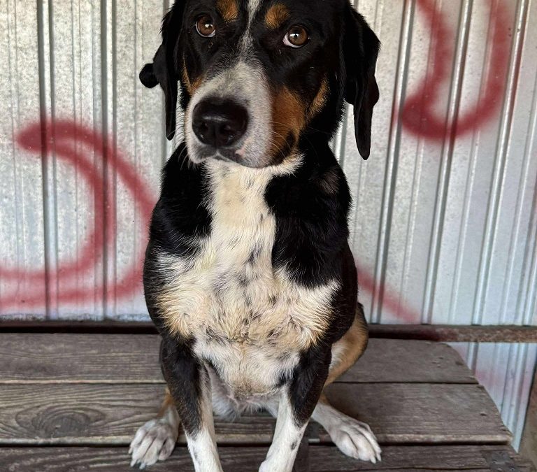Dog for adoption
