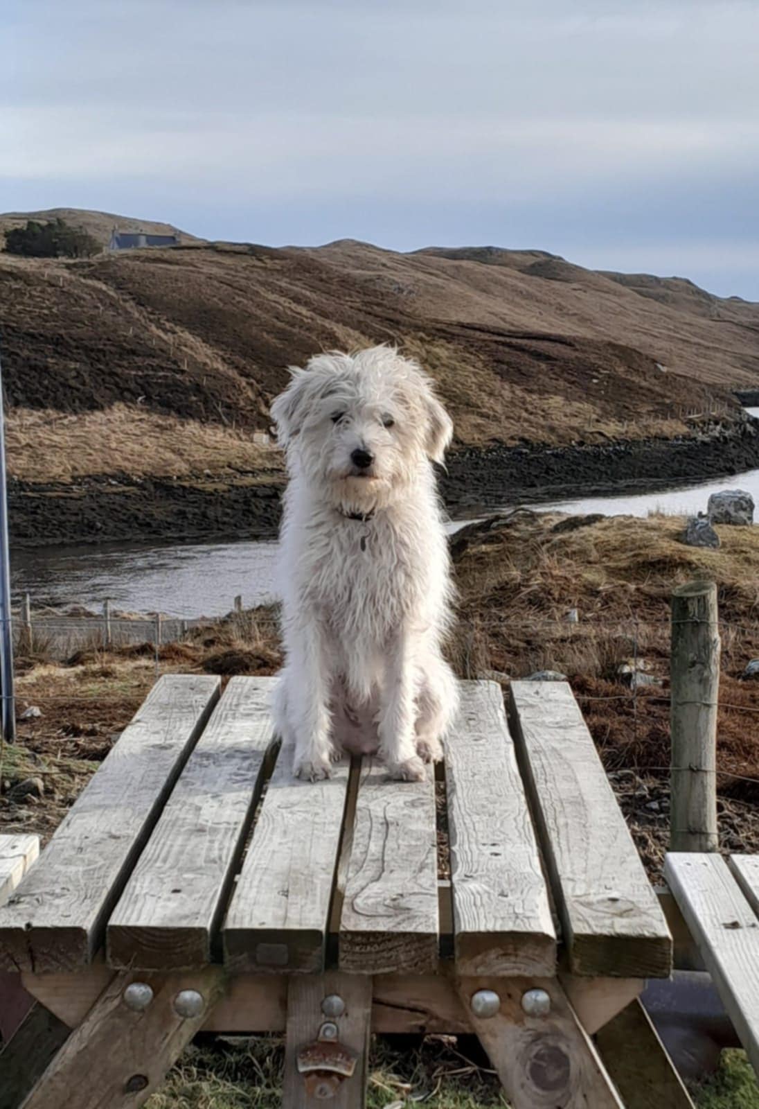 Delilah – now called ‘Midge’
