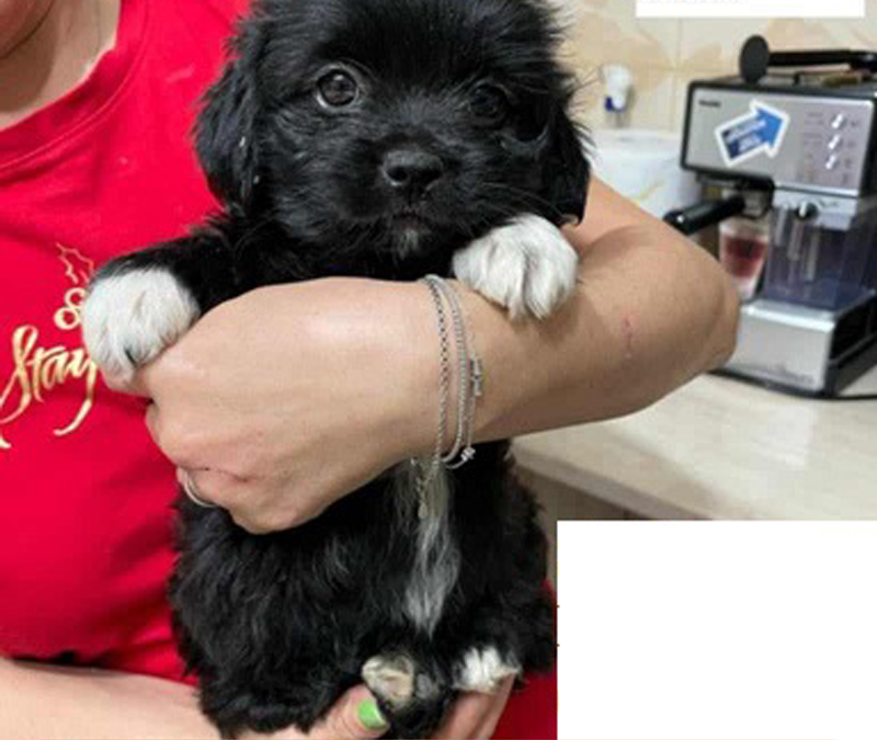 Puppies to adopt