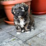 Romanian dog for adoption