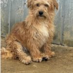 Romanian dog for adoption