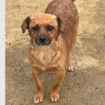 Romanian dog for adoption