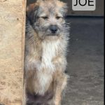 Romanian dog for adoption