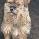 Romanian dog for adoption